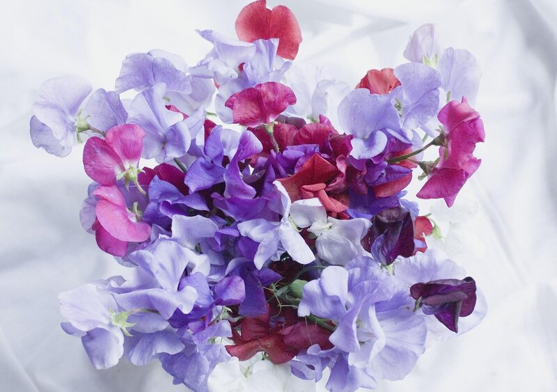 Colorful sweet pea bouquet