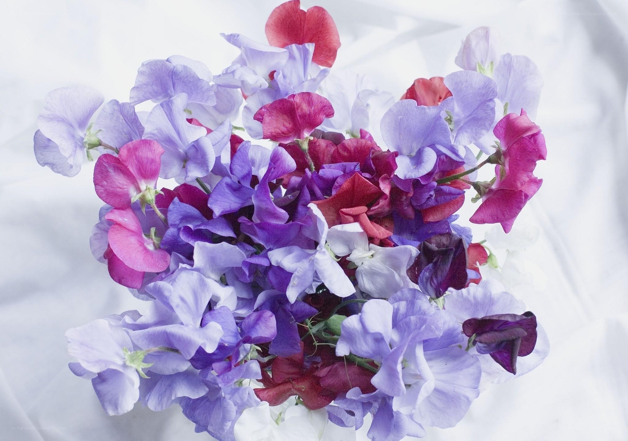 Colorful sweet pea bouquet
