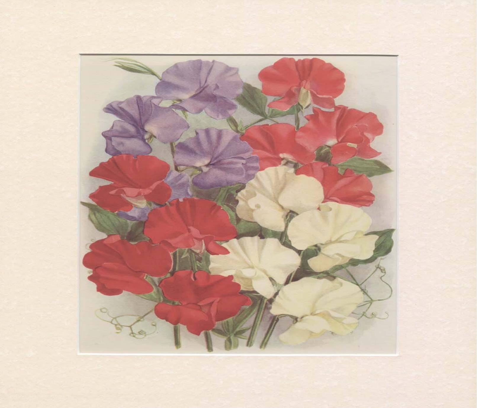 Colorful sweet pea flowers