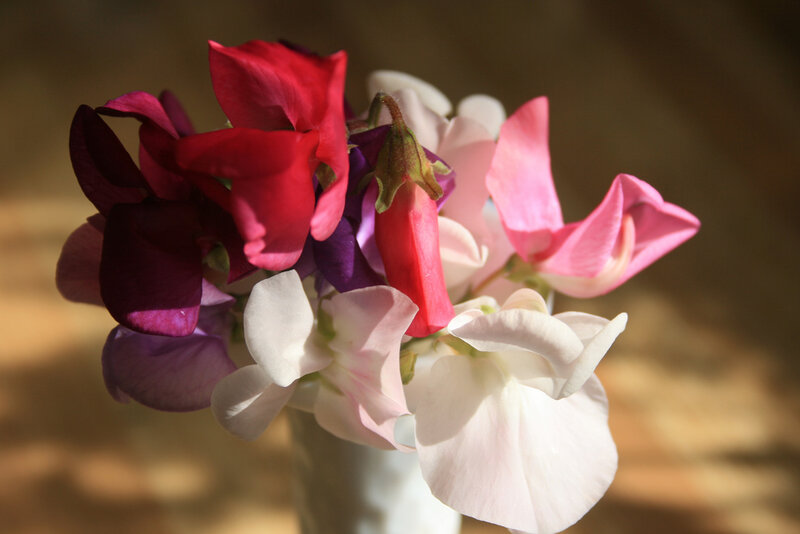 Colorful sweet pea flowers