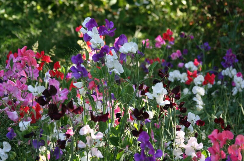 Colorful sweet pea flowers in garden