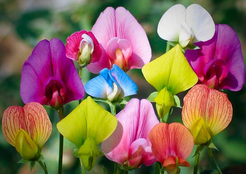 Colorful Sweet Pea Flowers — Pink