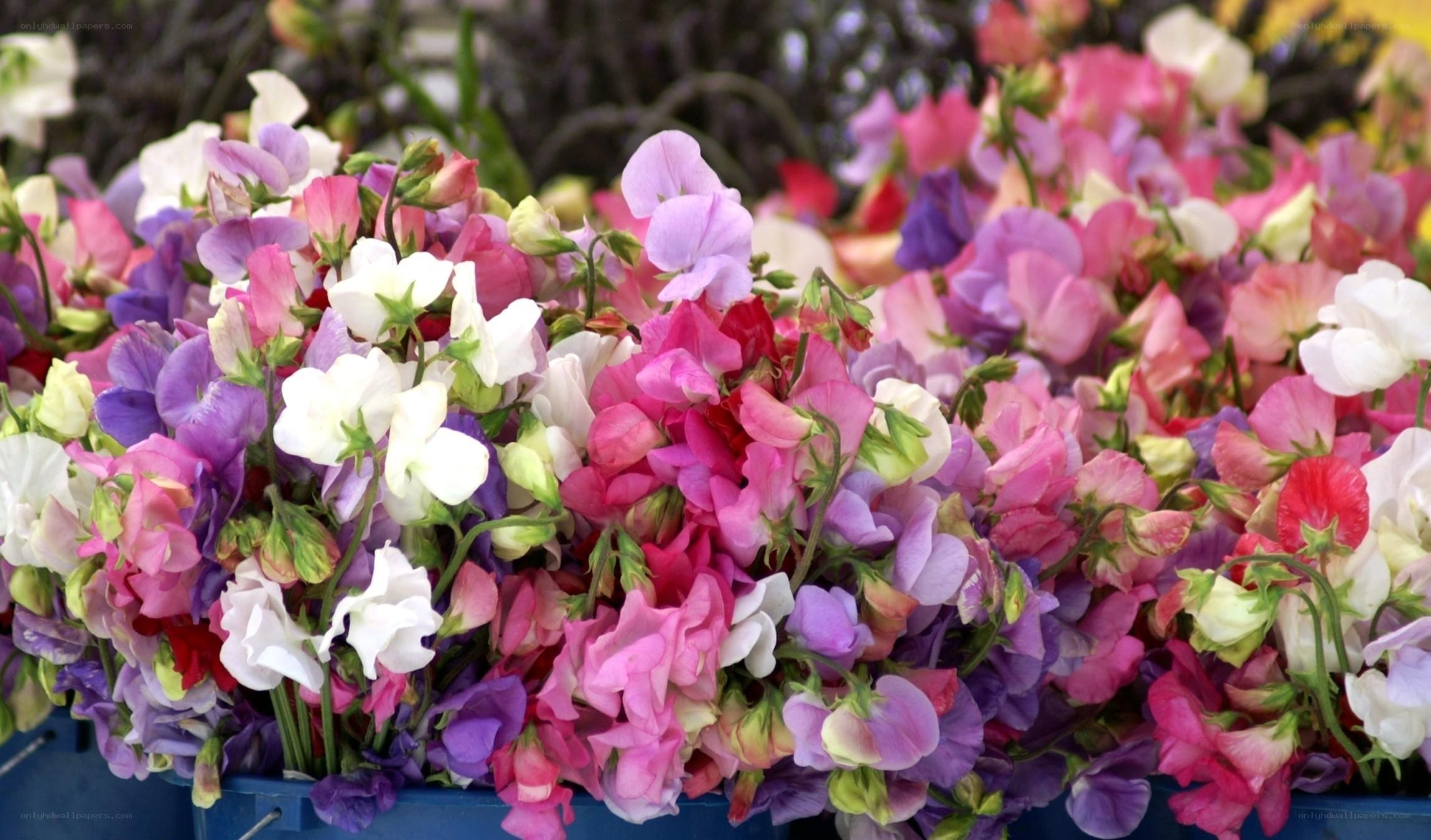 Colorful sweet pea flowers