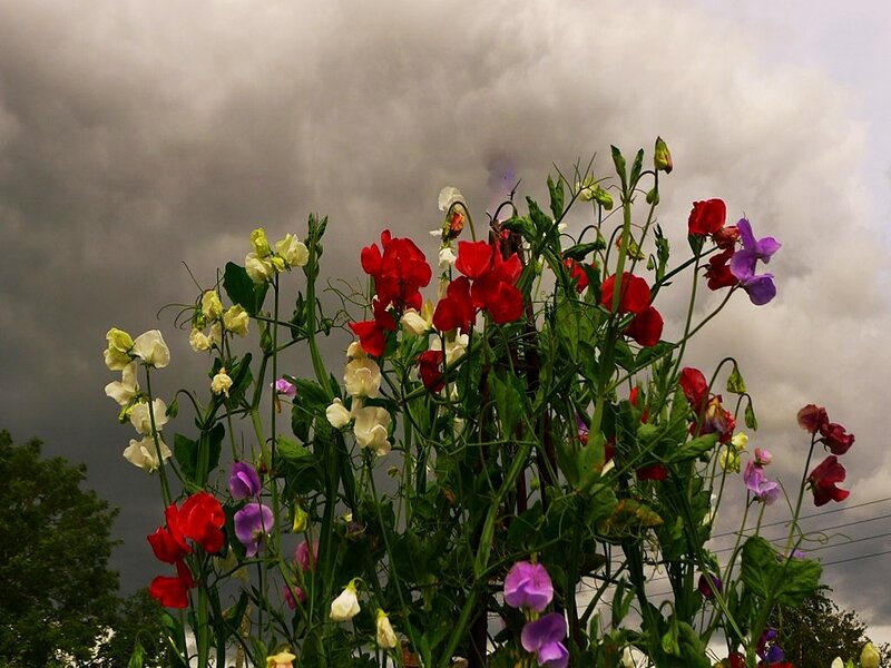 Colorful Sweet Peas