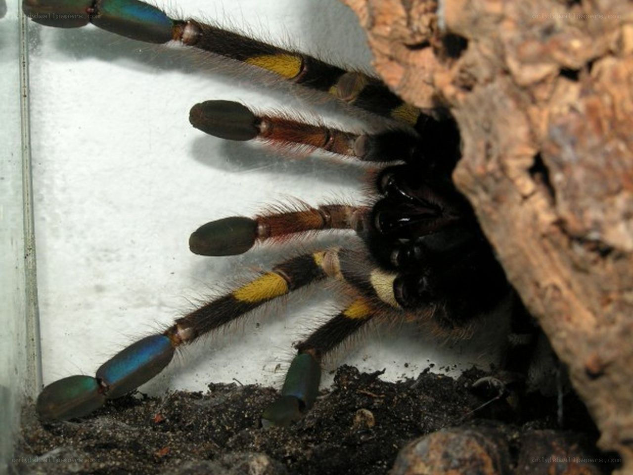 colorful tarantula in enclosure