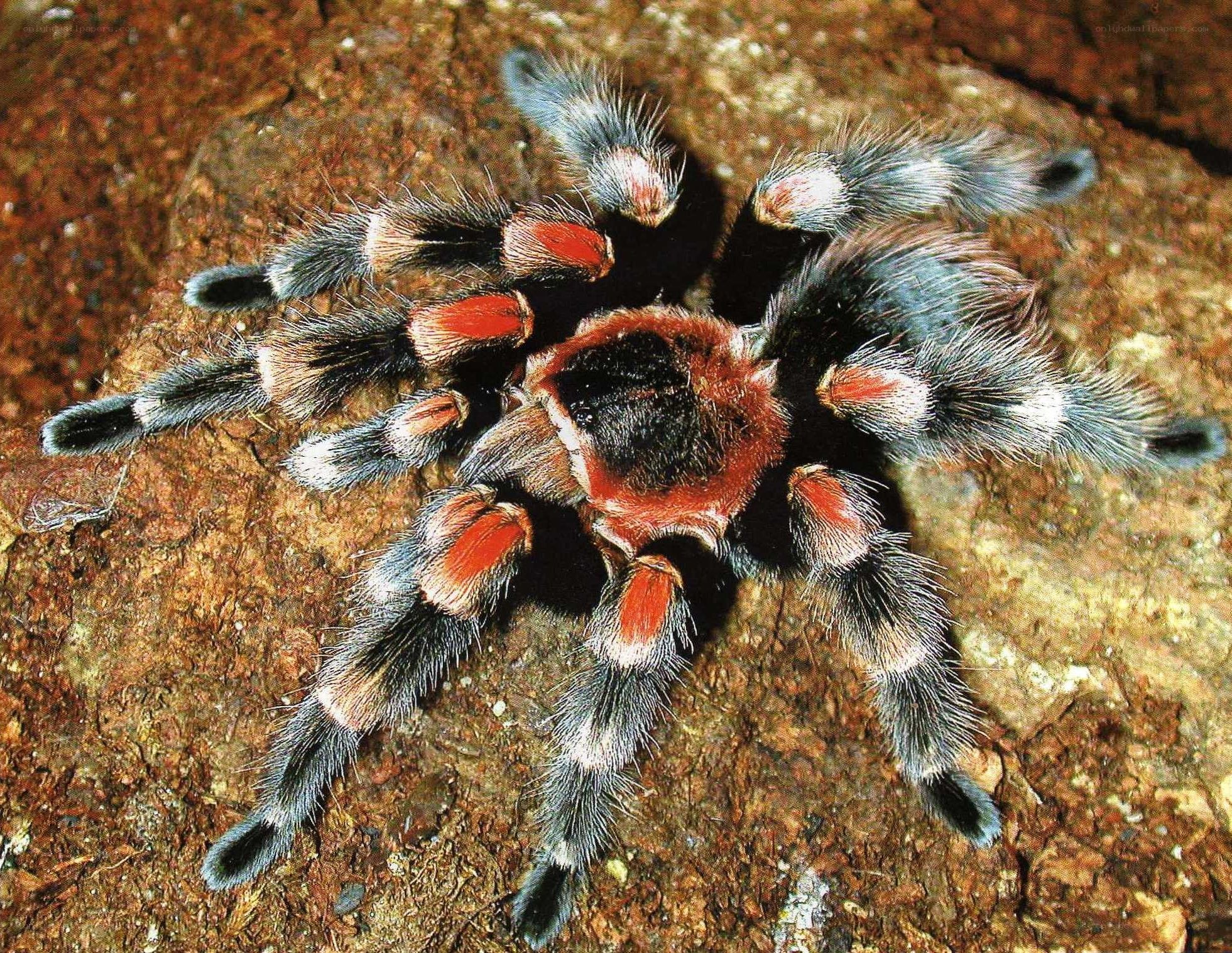 colorful tarantula on rock