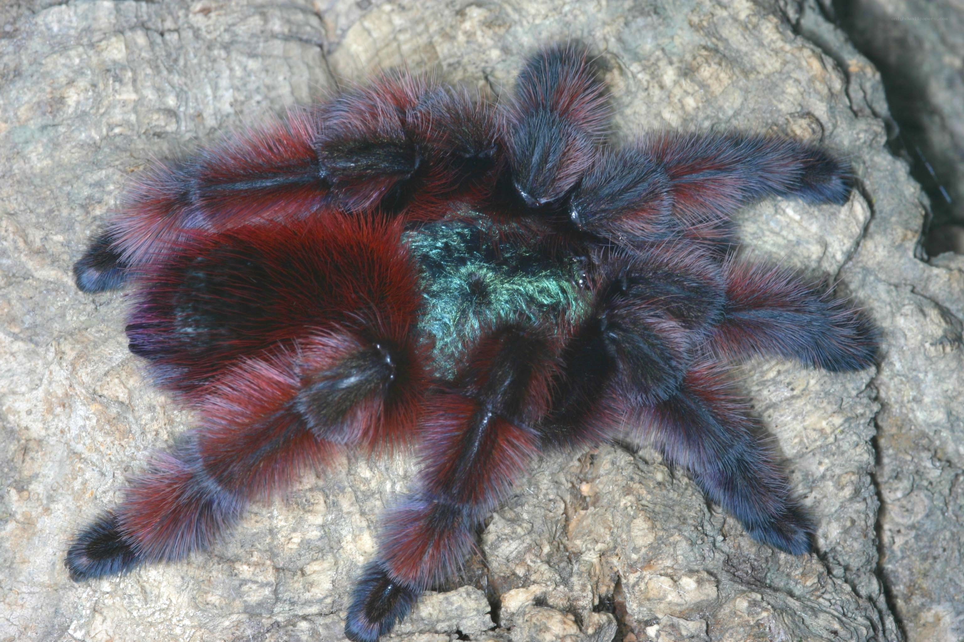 colorful tarantula on rock