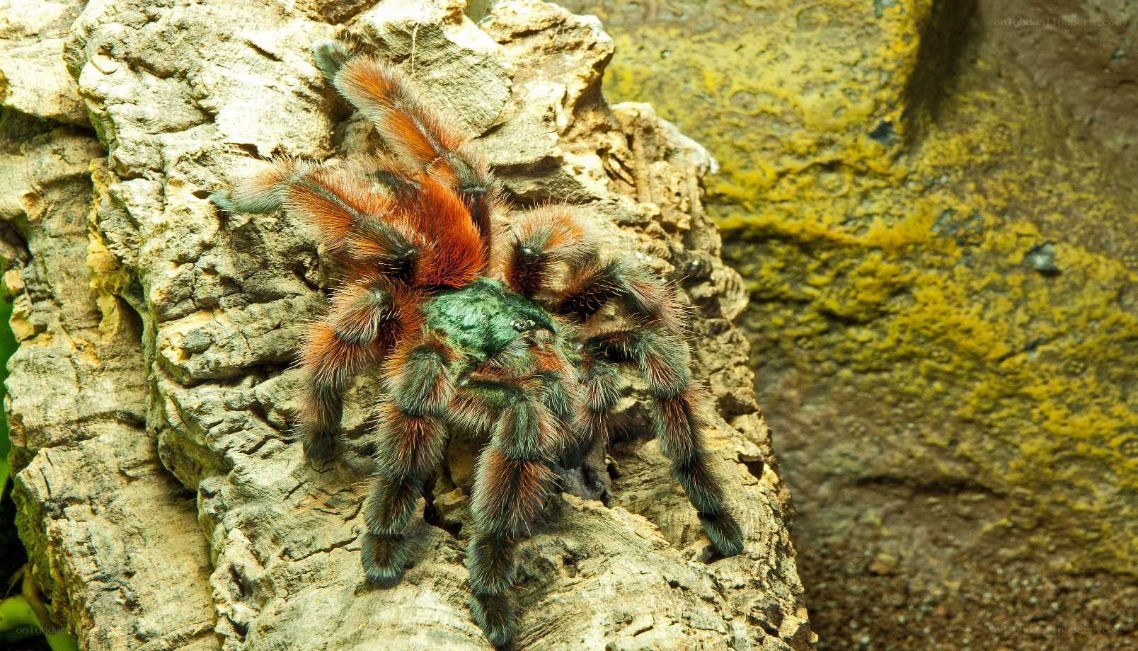 colorful tarantula on rock