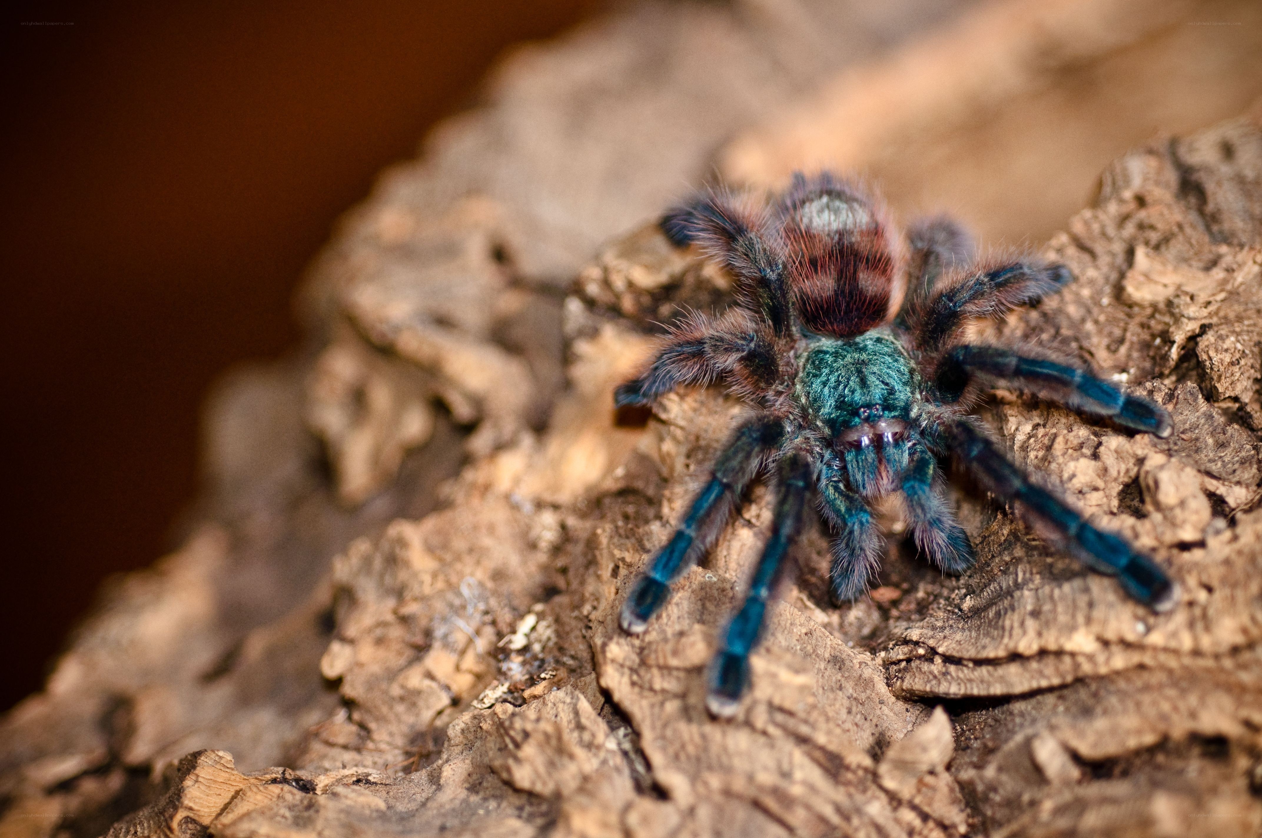 colorful tarantula on wood
