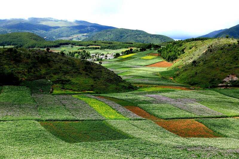Colorful Terraced Fields — Green, Serene