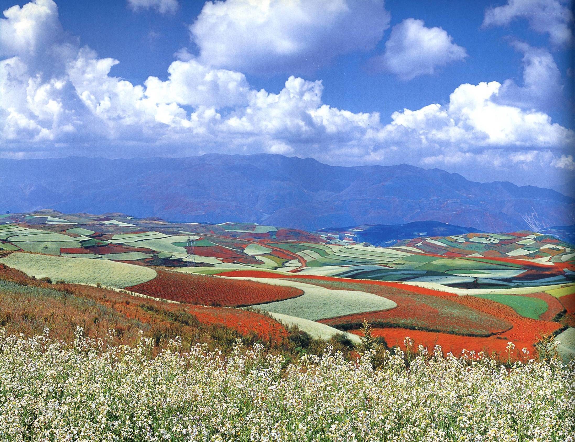 Colorful terraced fields landscape