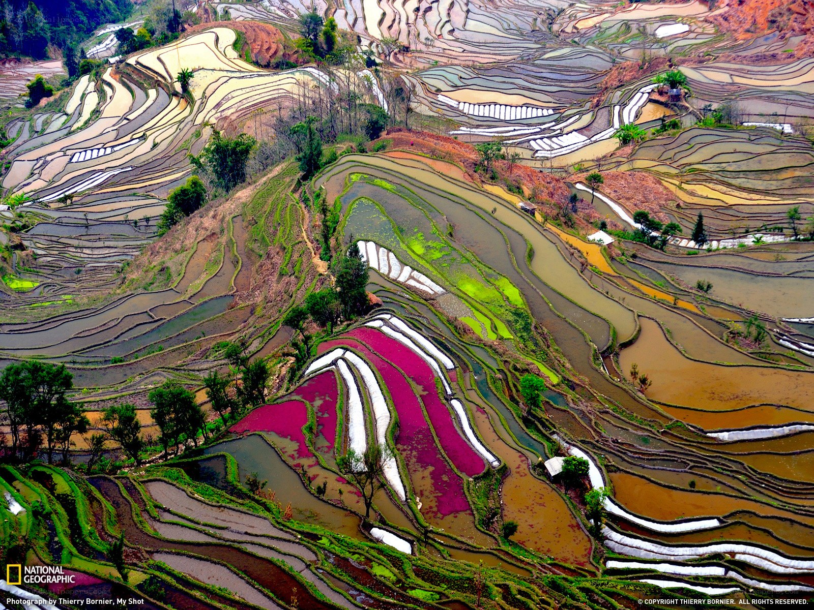 Colorful Terraced Rice Fields