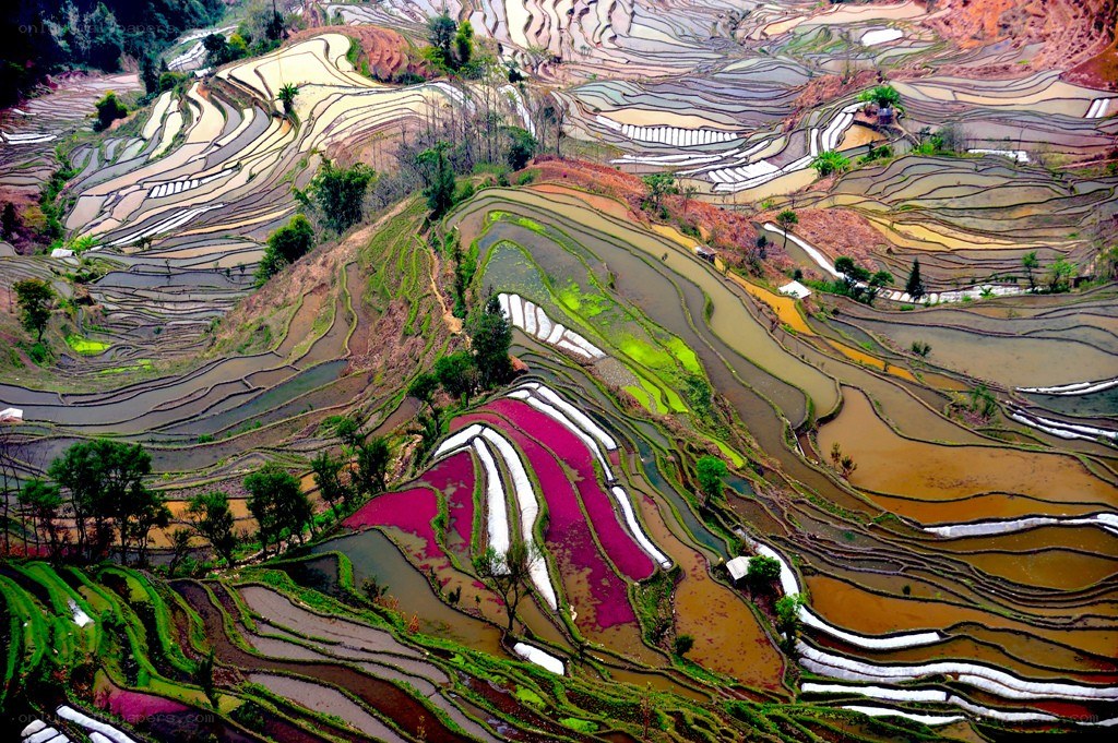 Colorful terraced rice fields