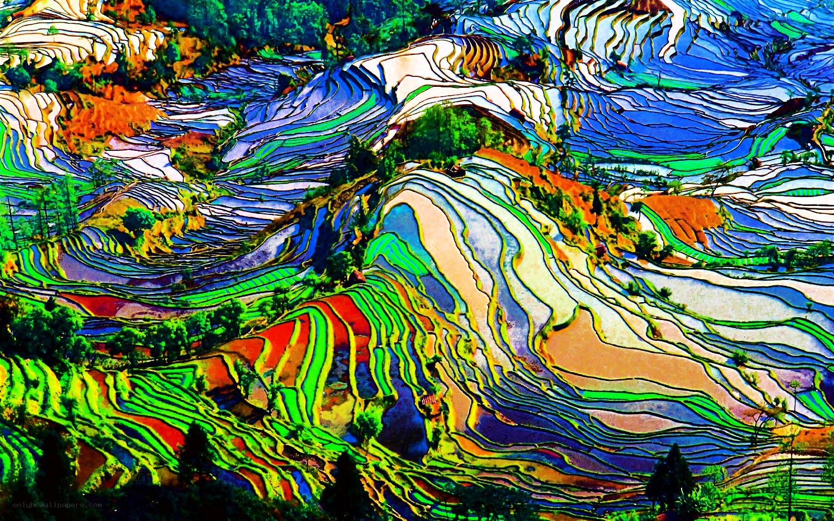 Colorful terraced rice fields