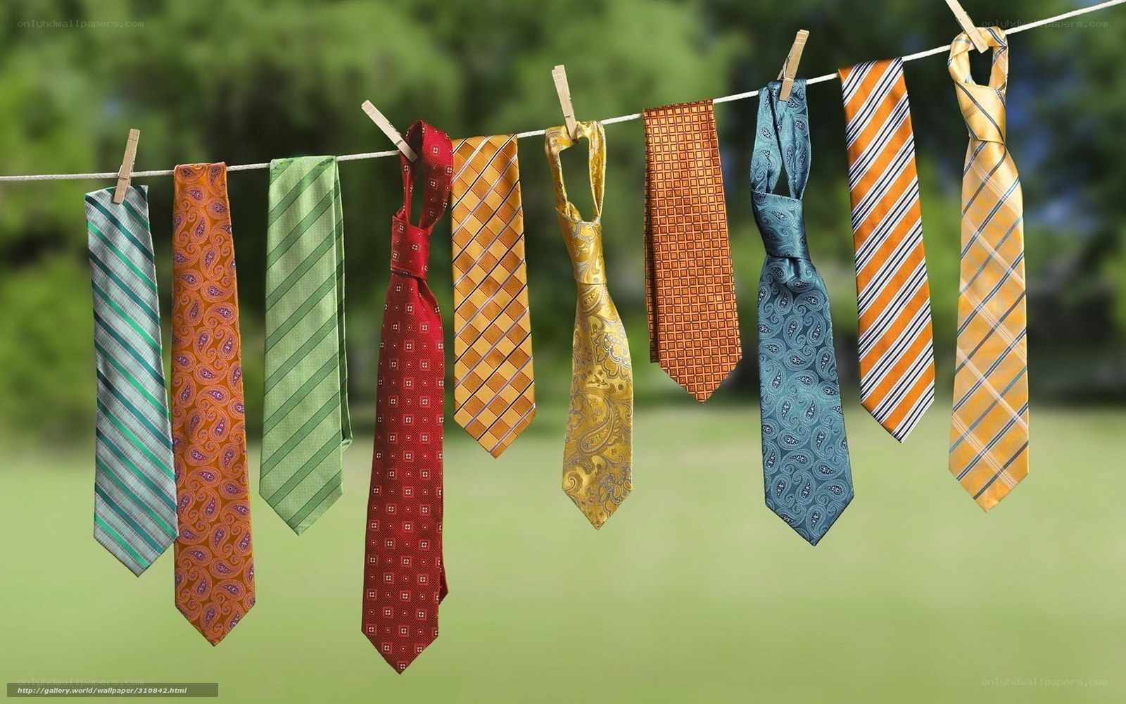 Colorful ties on a clothesline
