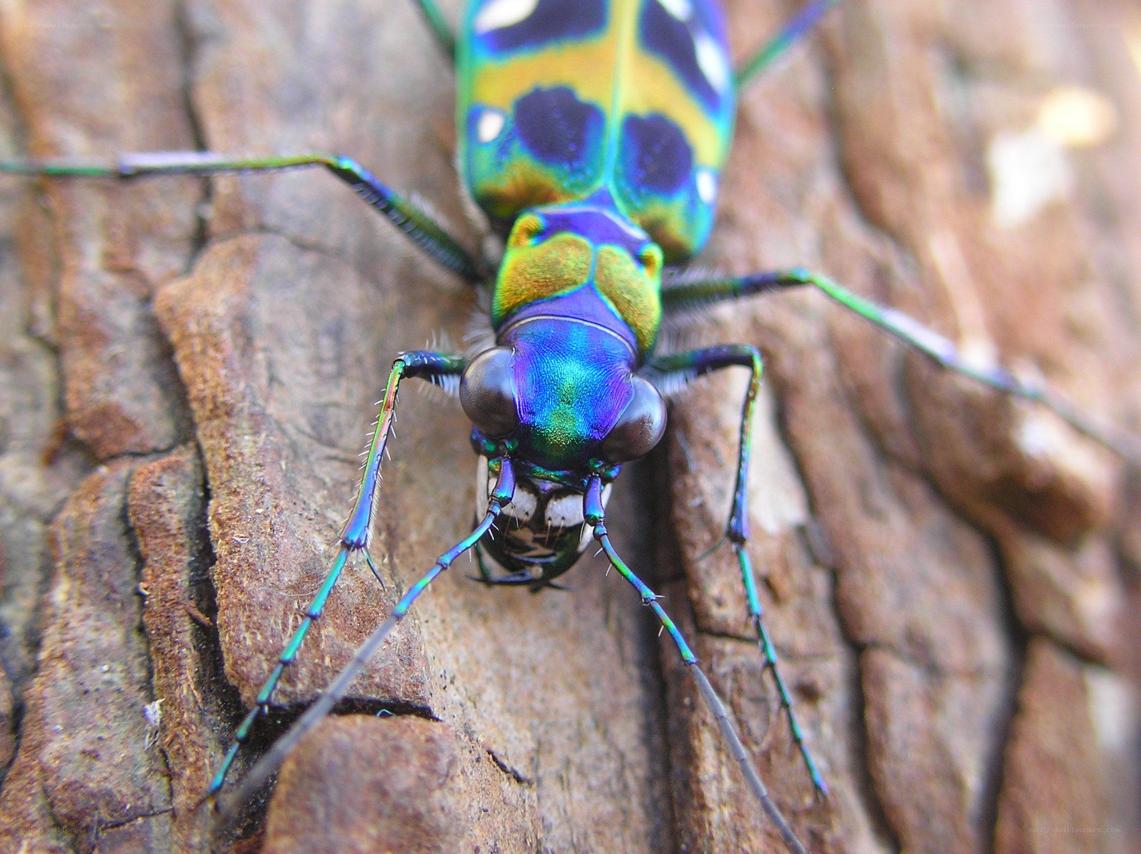 colorful tiger beetle on bark