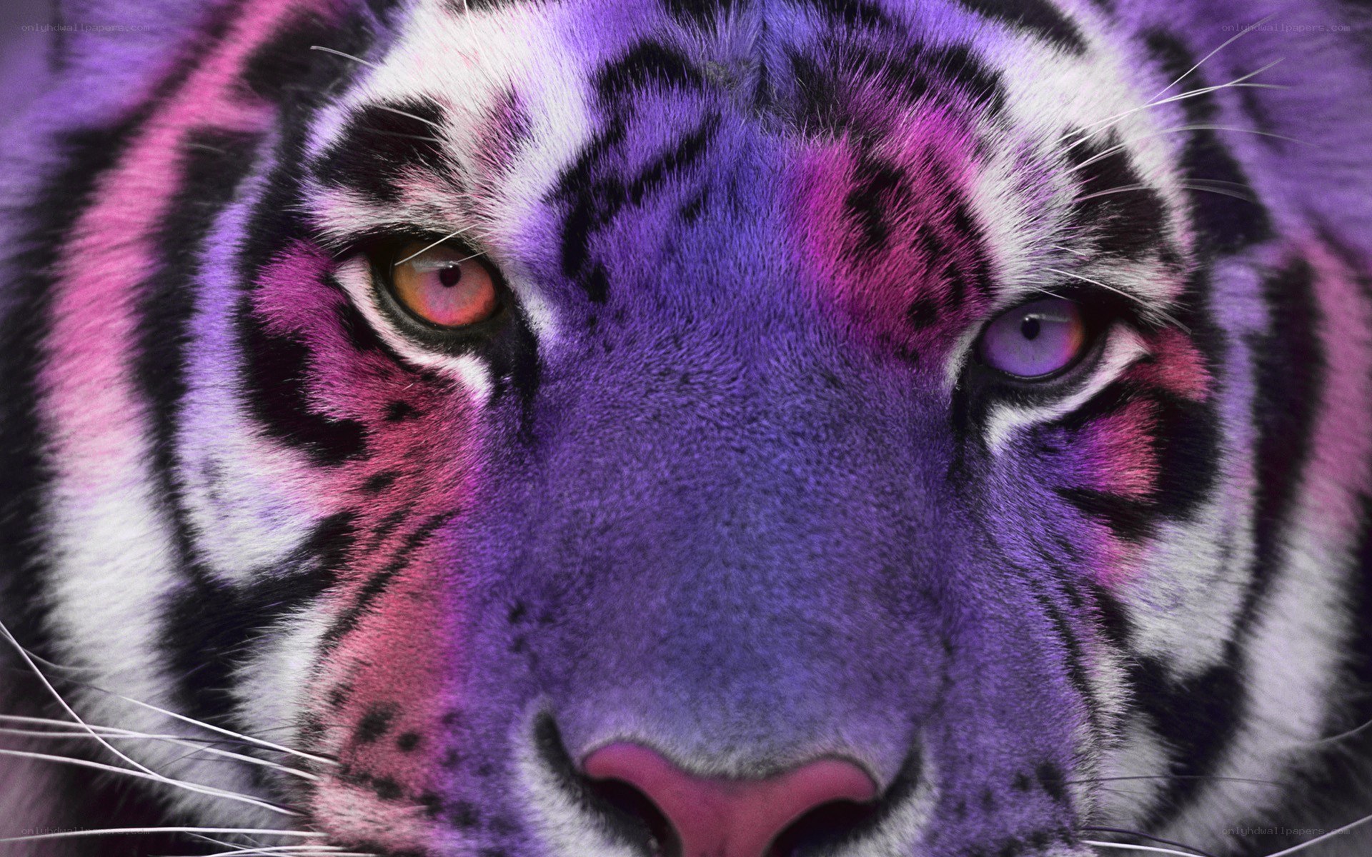 colorful tiger face close-up