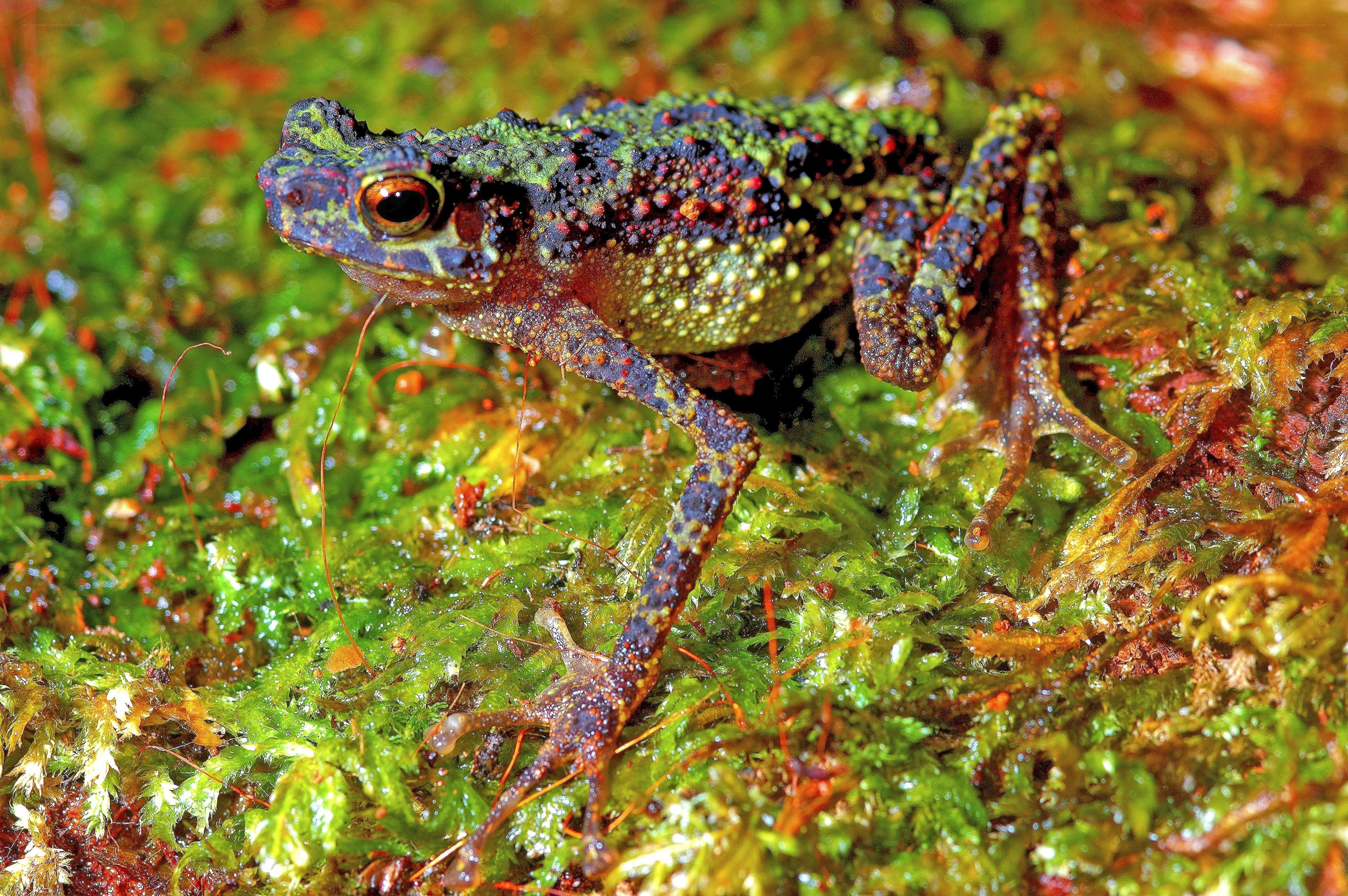 colorful toad on moss