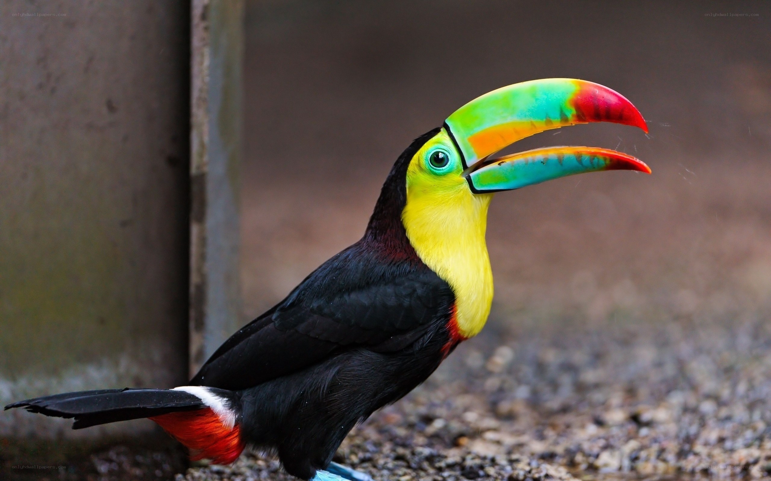 Colorful toucan bird