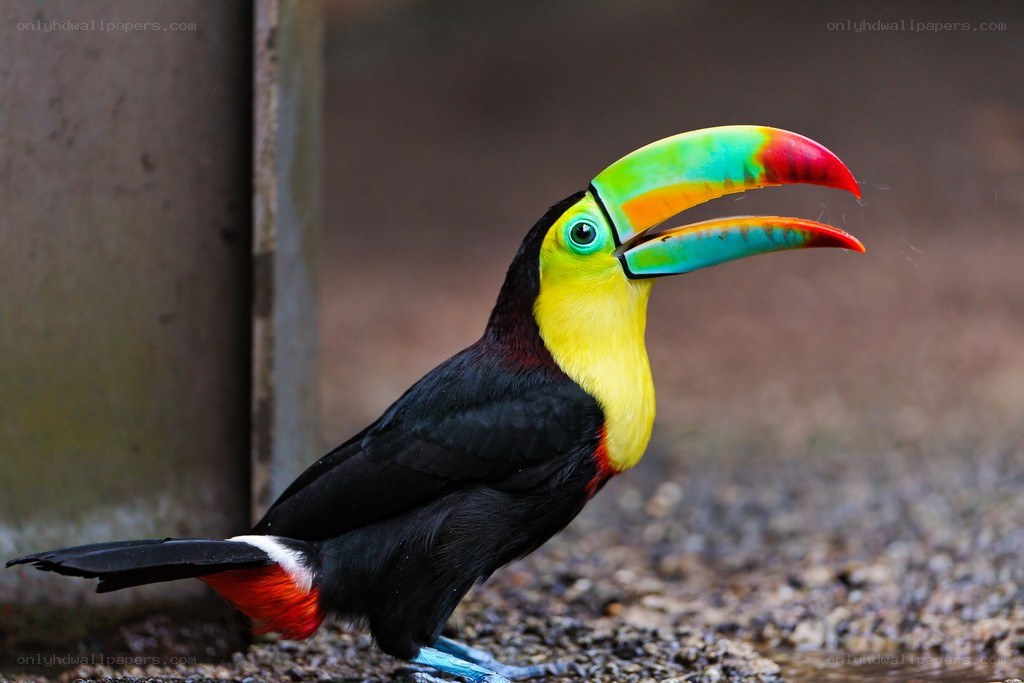 Colorful toucan bird