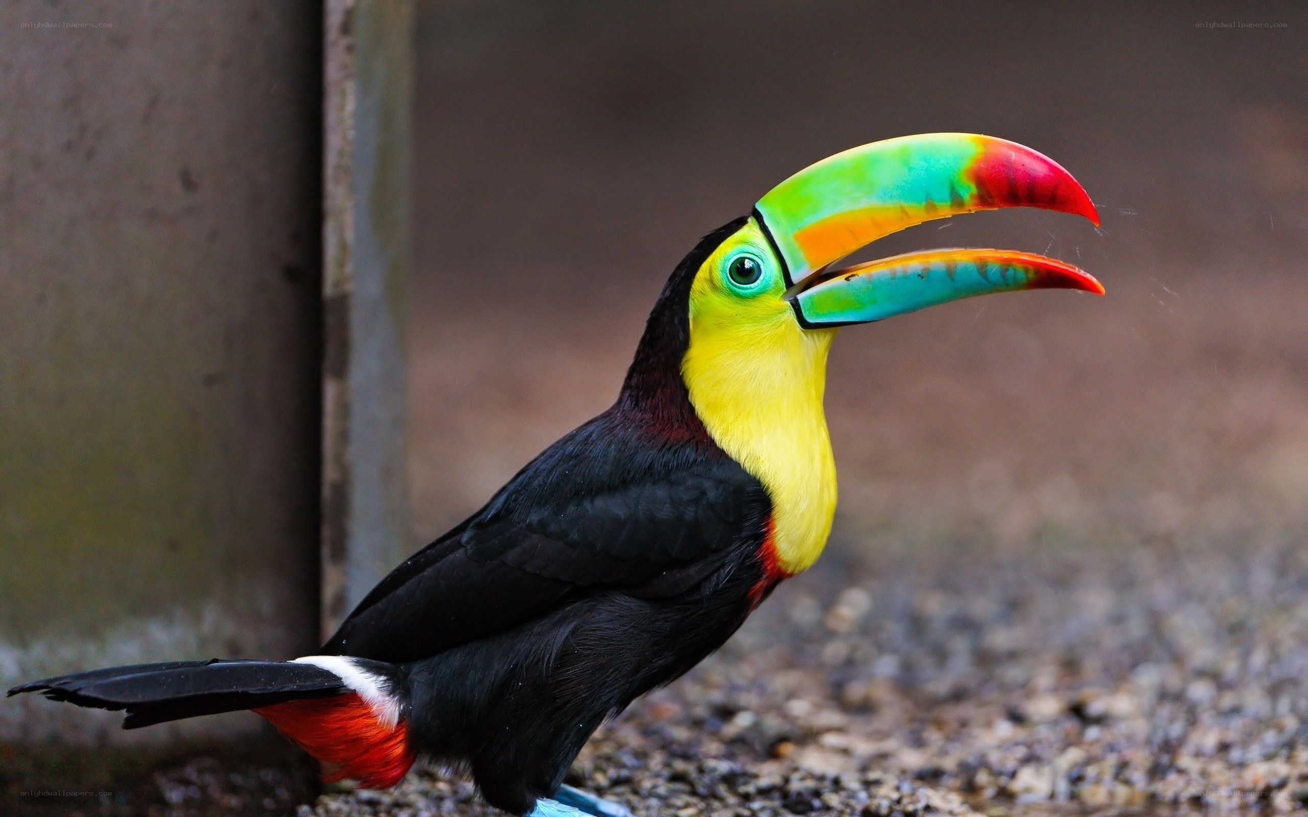 Colorful toucan bird