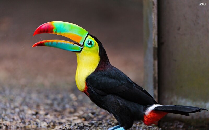 colorful toucan bird