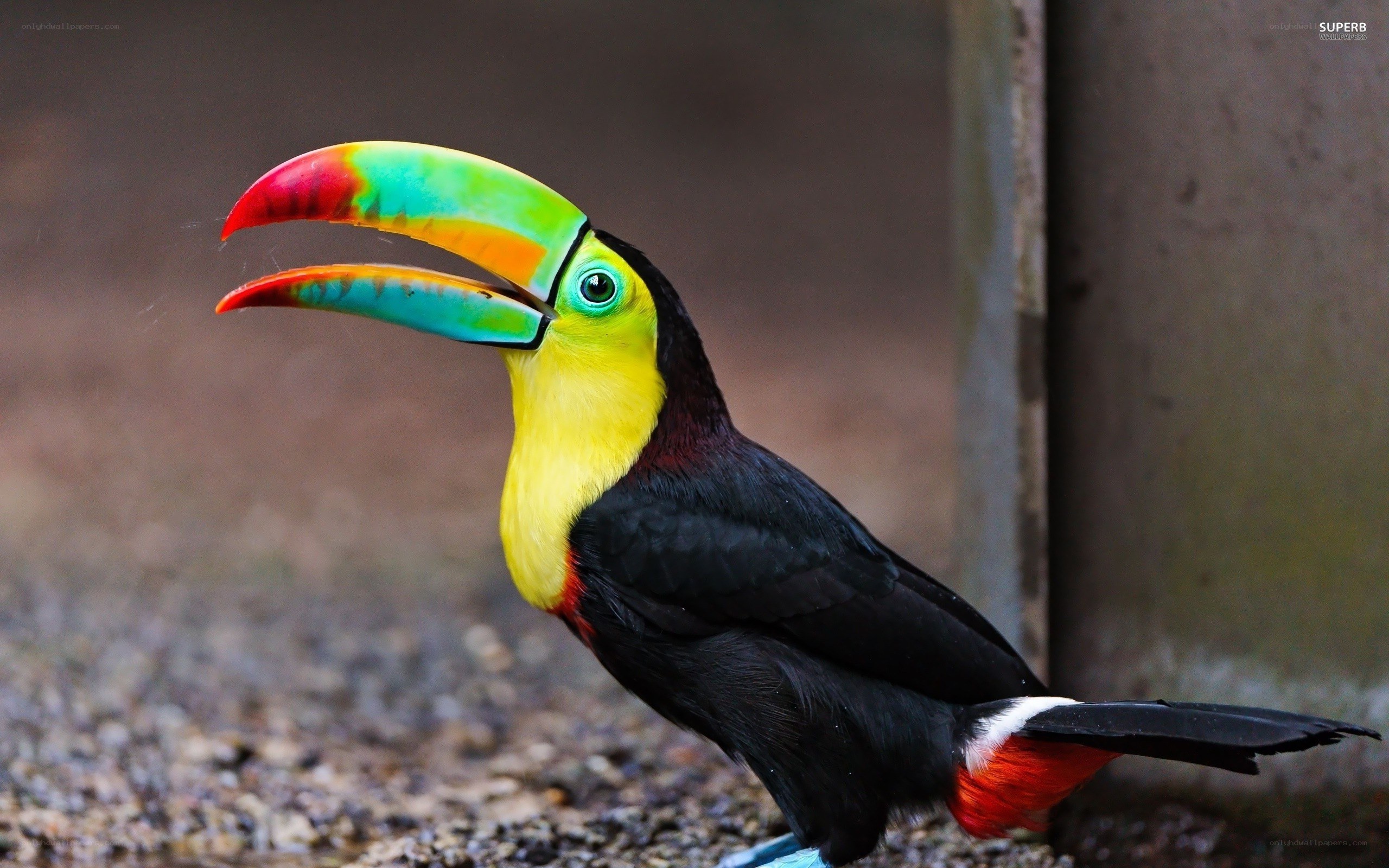 colorful toucan bird