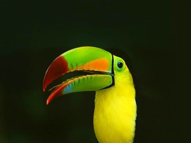 Colorful toucan bird