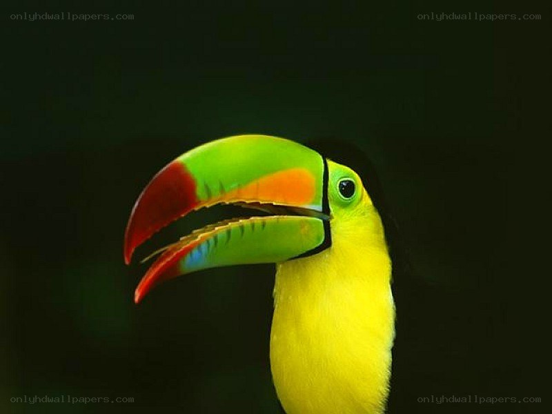 Colorful toucan bird
