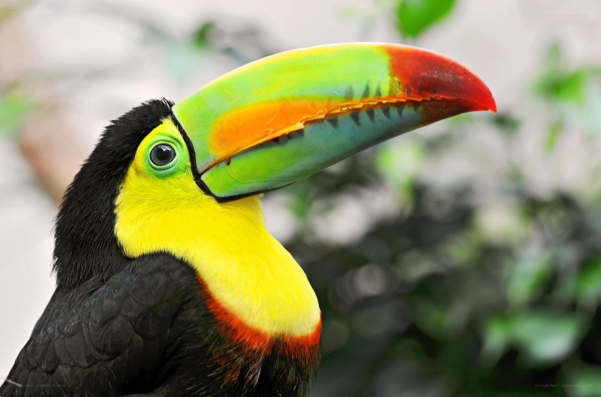 colorful toucan bird
