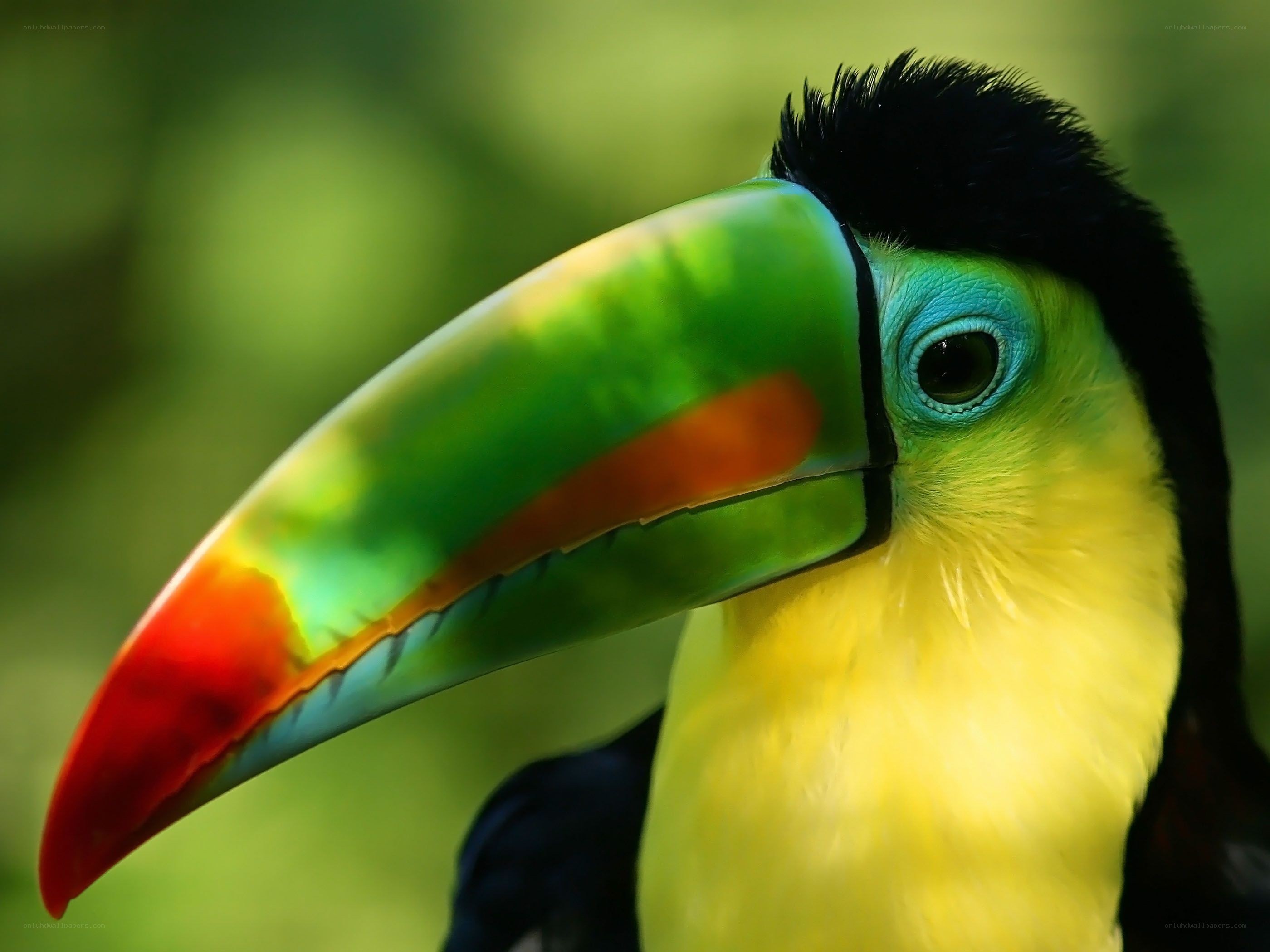 Colorful toucan close-up