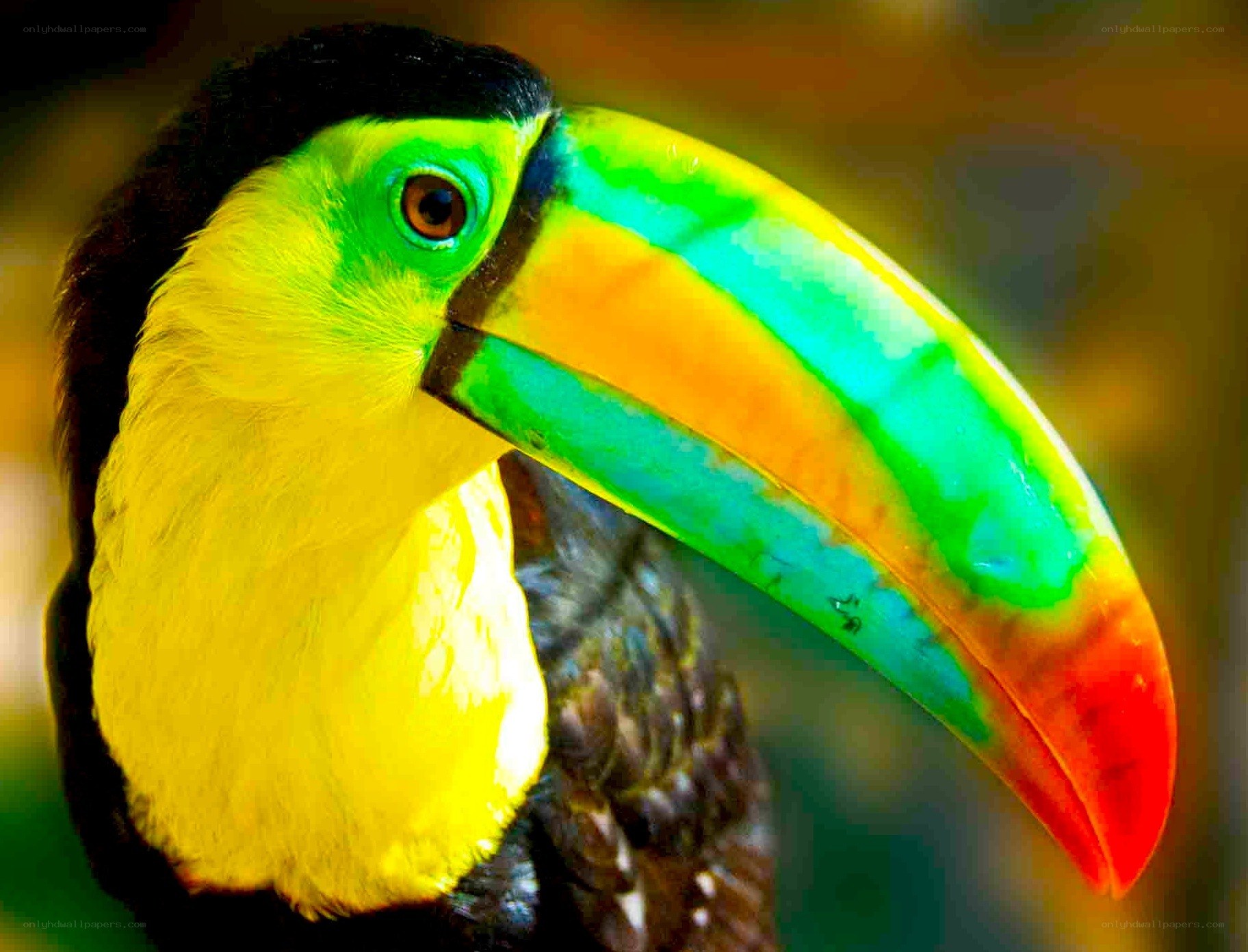 Colorful toucan close-up