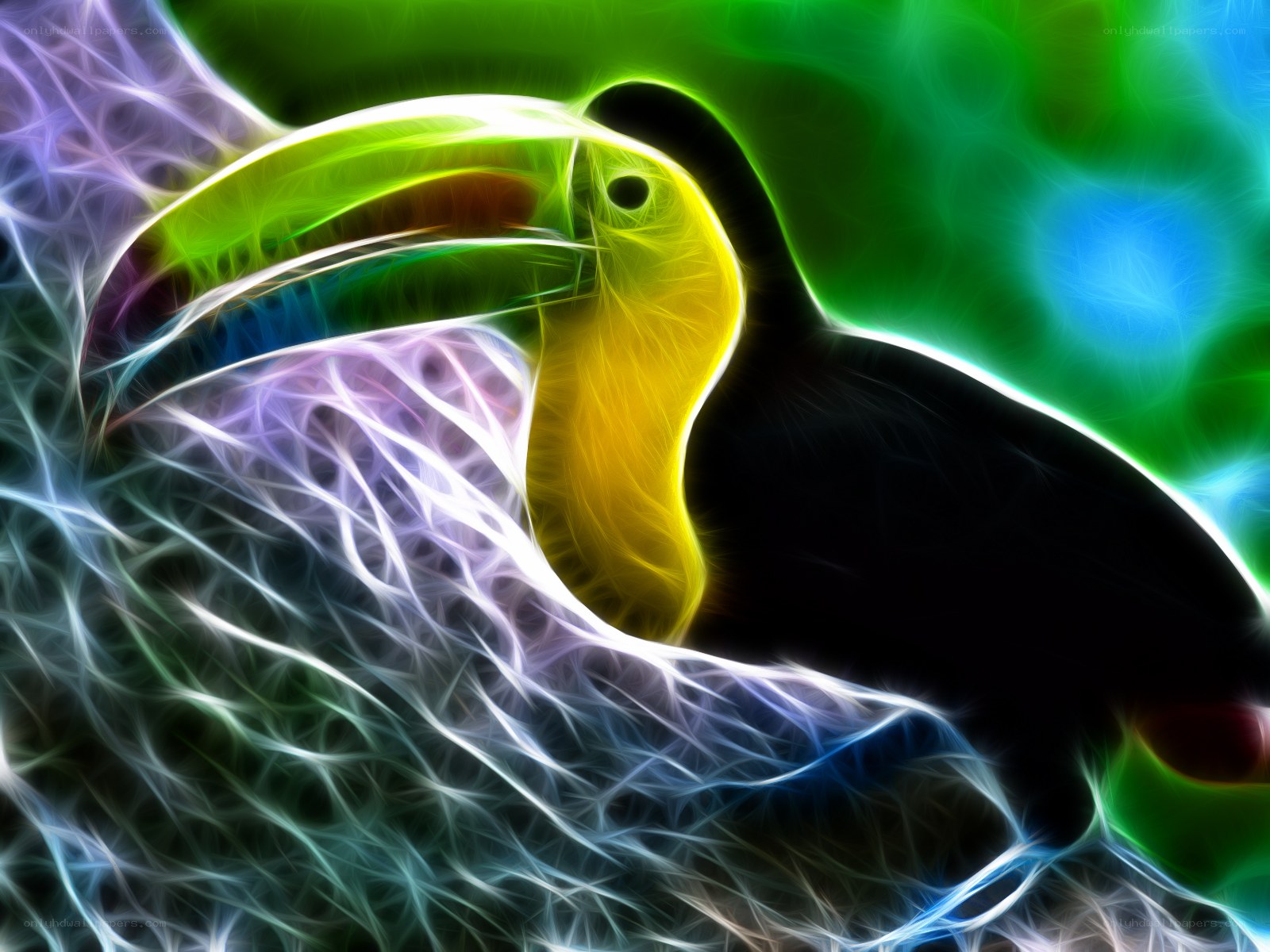 Colorful toucan illustration