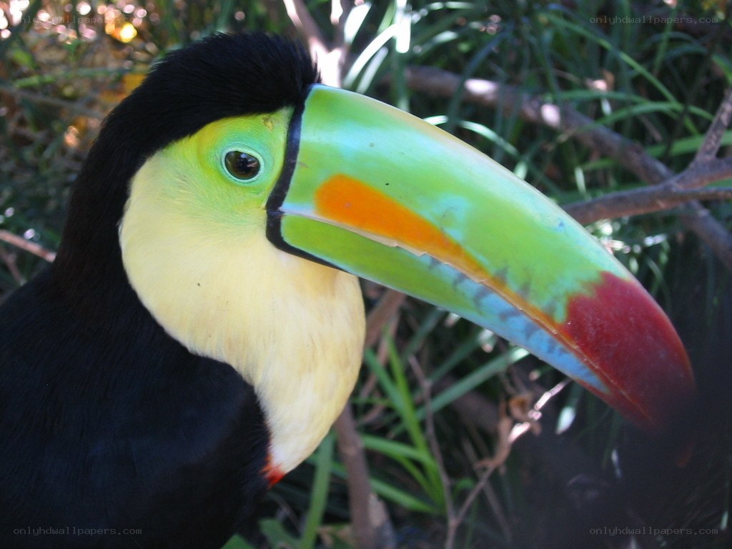 Colorful toucan in forest