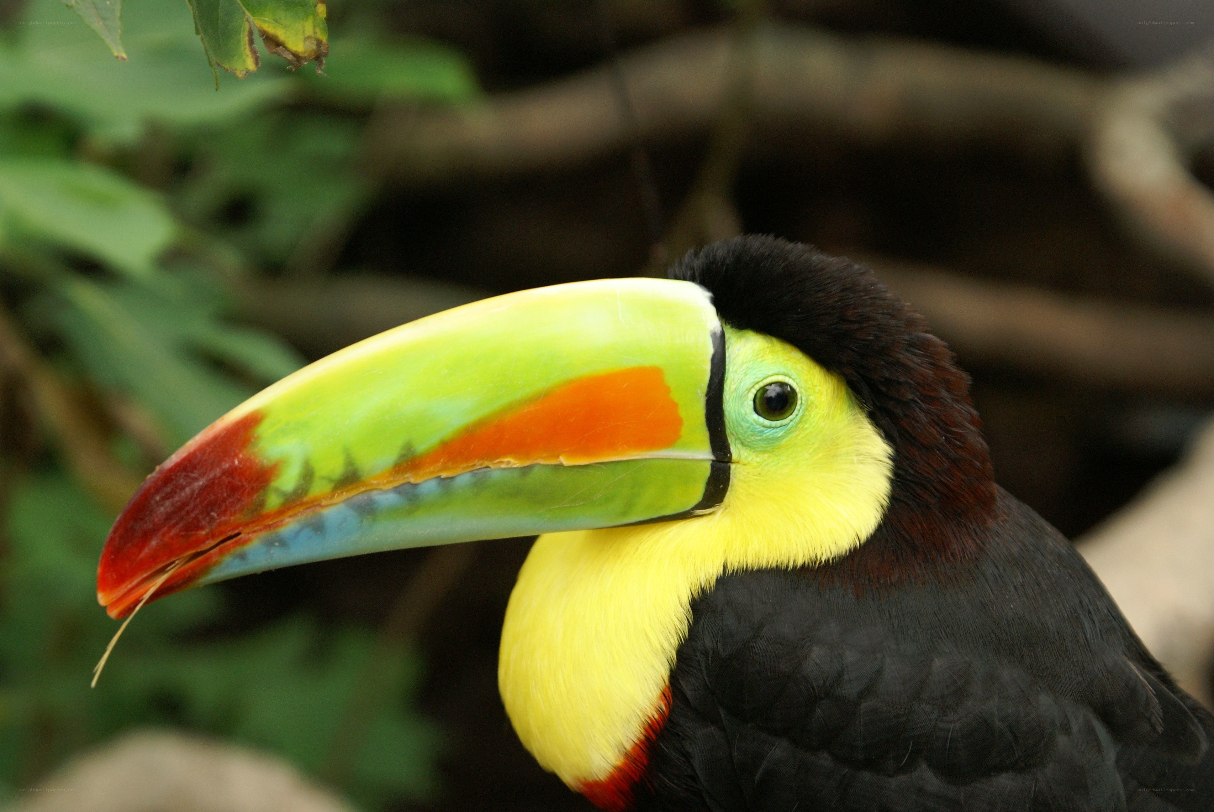 Colorful toucan in forest