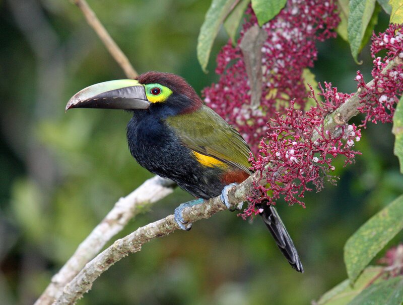 colorful toucan on a branch