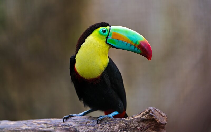 Colorful toucan on a branch