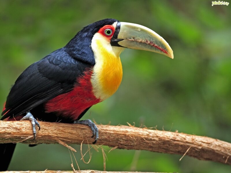 Colorful toucan on a branch