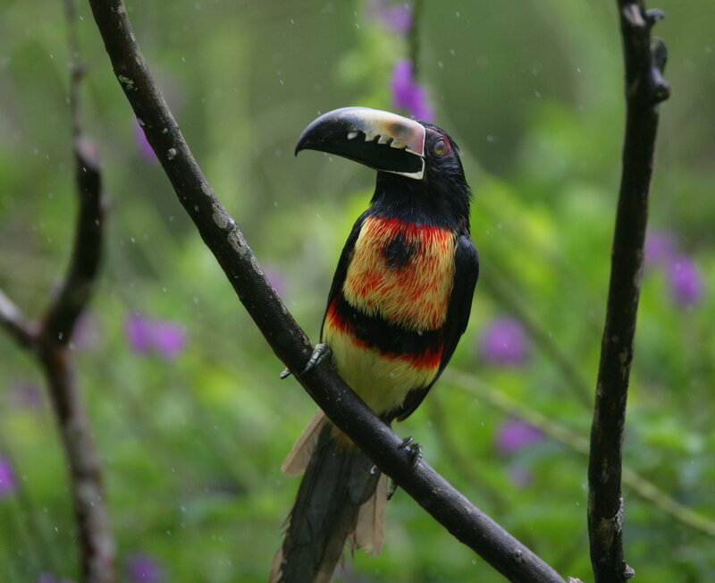 Colorful toucan on a branch