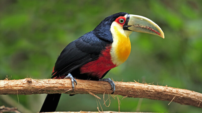 Colorful toucan on a branch