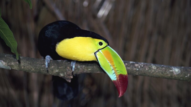 Colorful toucan on a branch