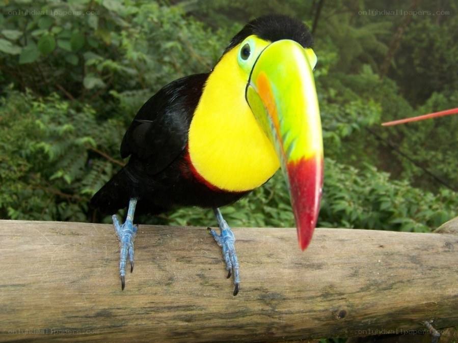 Colorful toucan on a log