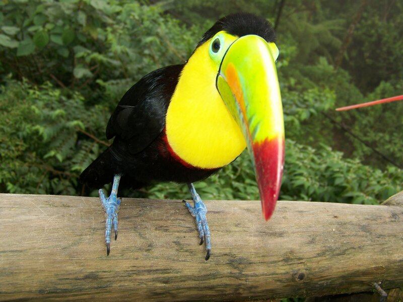 colorful toucan on a log