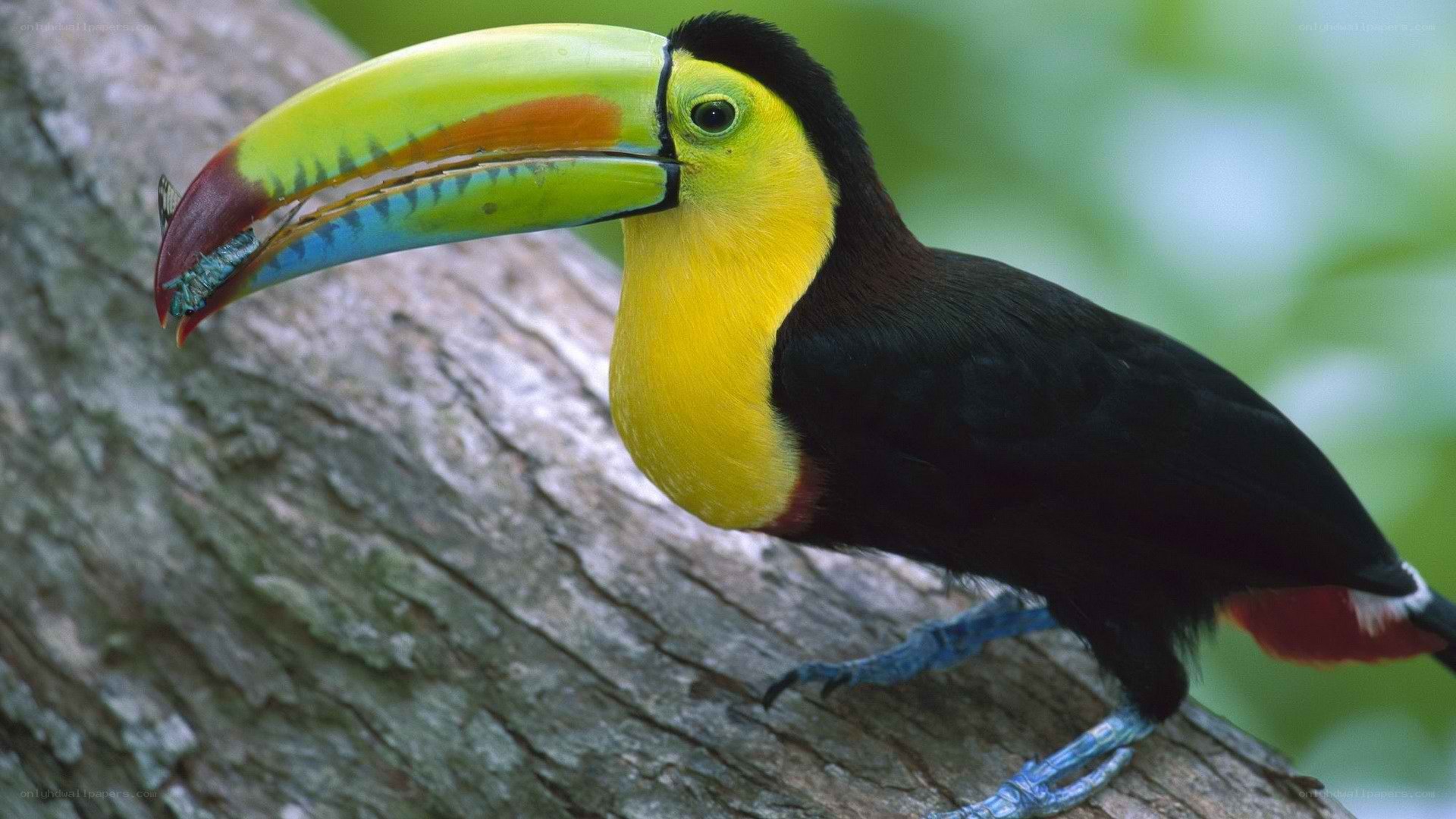 Colorful toucan on tree branch