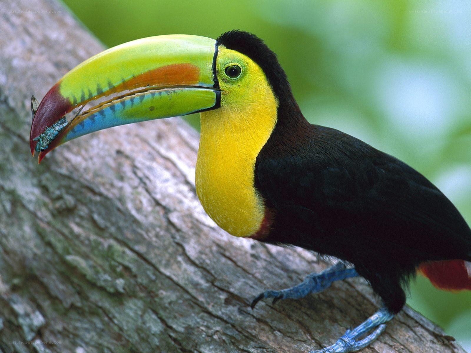 Colorful toucan on tree branch