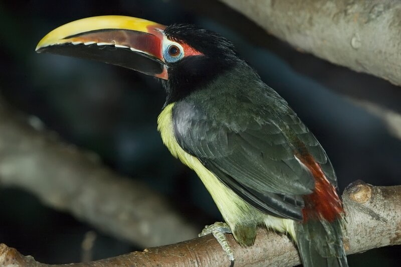 colorful toucan perched on branch