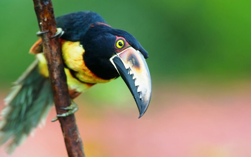 colorful toucan perched on branch
