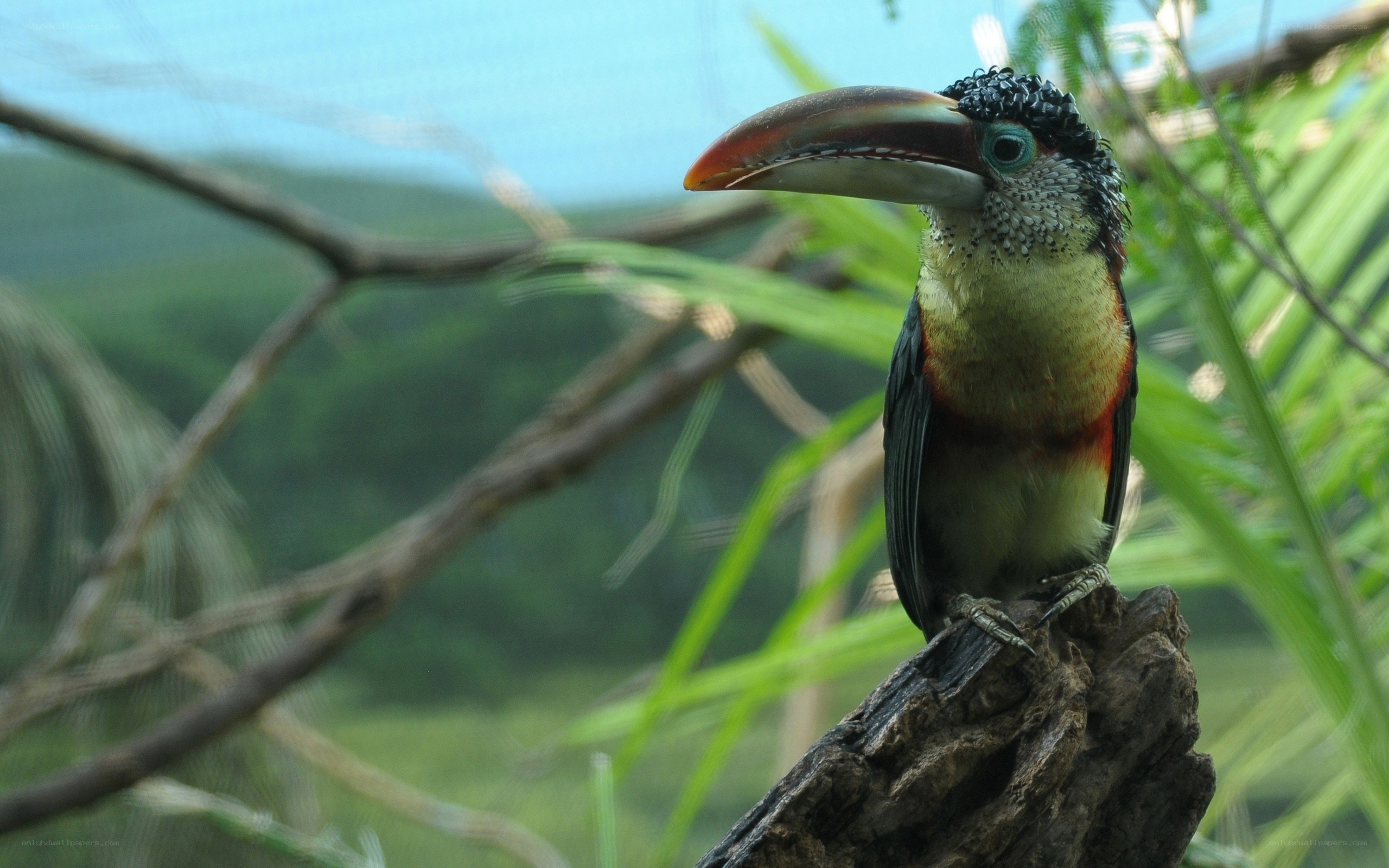 Colorful toucan perched on branch