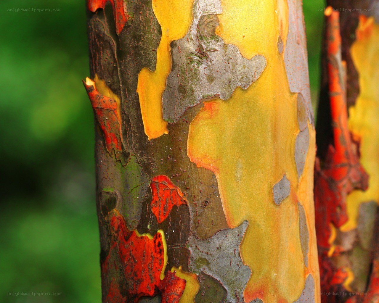 colorful tree bark close-up