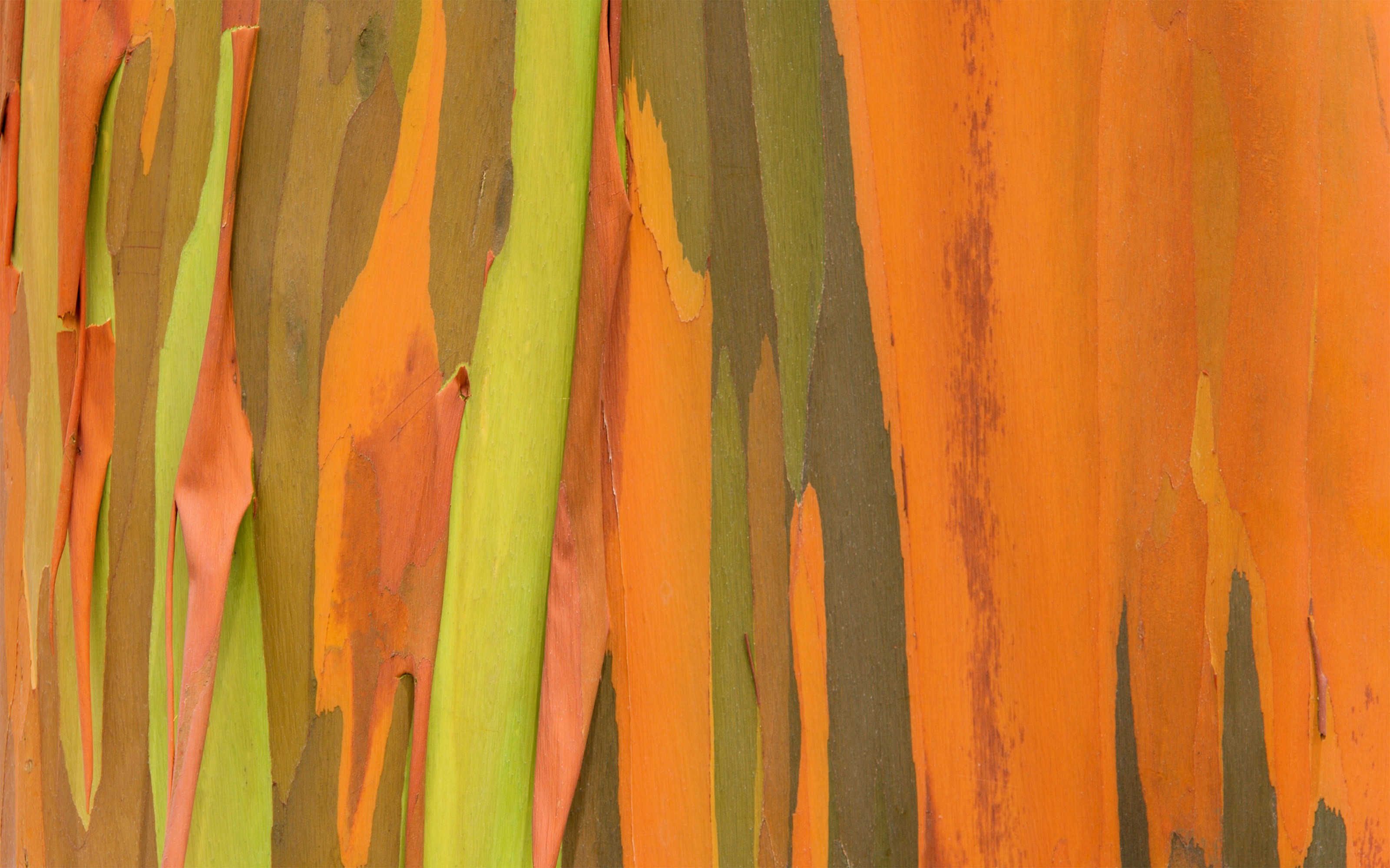 colorful tree bark texture